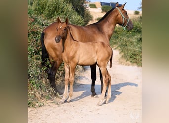 Andaluces, Yegua, 1 año, 145 cm, Alazán