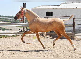 Andaluces, Yegua, 1 año, 147 cm, Palomino