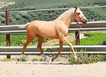 Andaluces, Yegua, 1 año, 147 cm, Palomino