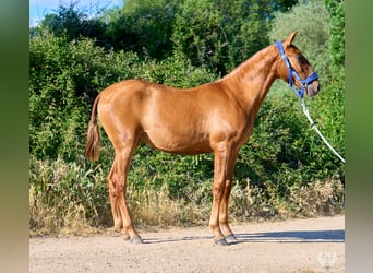 Andaluces, Yegua, 1 año, 155 cm, Alazán rojizo