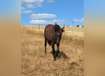 Andaluces, Yegua, 1 año, 155 cm, Negro