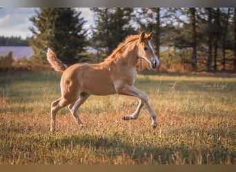 Andaluces Mestizo, Yegua, 1 año, 155 cm, Palomino