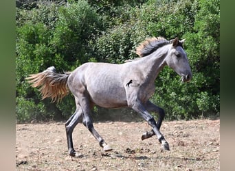Andaluces, Yegua, 1 año, 155 cm, Tordo