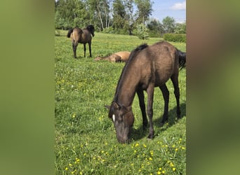 Andaluces, Yegua, 1 año, 155 cm, Tordo
