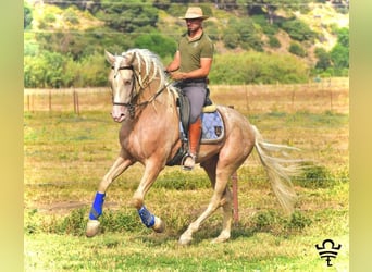 Andaluces, Yegua, 1 año, 156 cm, Palomino