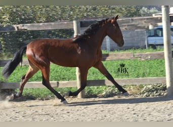 Andaluces, Yegua, 1 año, 157 cm, Castaño