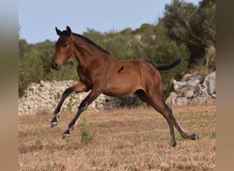 Andaluces, Yegua, 1 año, 158 cm, Castaño