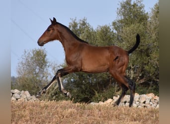 Andaluces, Yegua, 1 año, 158 cm, Castaño