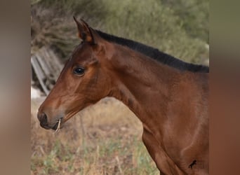 Andaluces, Yegua, 1 año, 158 cm, Castaño