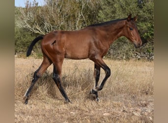 Andaluces, Yegua, 1 año, 158 cm, Castaño