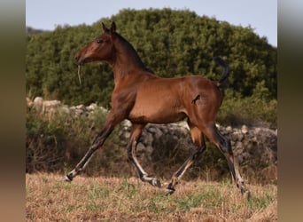 Andaluces, Yegua, 1 año, 158 cm, Castaño