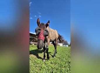 Andaluces, Yegua, 1 año, 160 cm