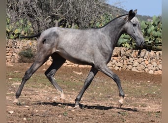 Andaluces, Yegua, 1 año, 160 cm, Tordo