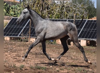 Andaluces, Yegua, 1 año, 160 cm, Tordo