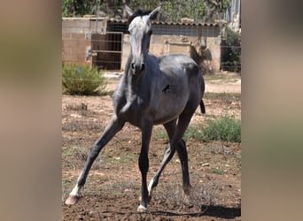 Andaluces, Yegua, 1 año, 160 cm, Tordo