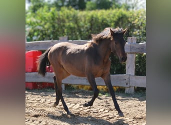 Andaluces, Yegua, 1 año, 162 cm, Castaño