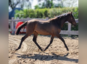 Andaluces, Yegua, 1 año, 162 cm, Castaño