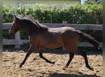 Andaluces, Yegua, 1 año, 162 cm, Castaño