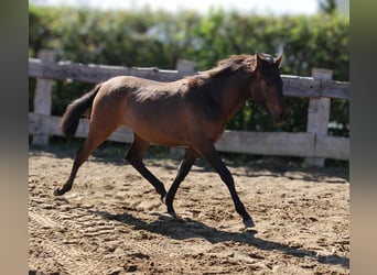 Andaluces, Yegua, 1 año, 162 cm, Castaño