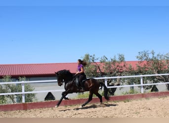 Andaluces Mestizo, Yegua, 1 año, 163 cm, Castaño-ruano