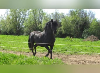 Andaluces, Yegua, 1 año, 163 cm, Negro