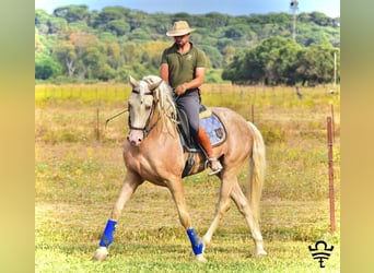 Andaluces, Yegua, 1 año, 163 cm, Palomino