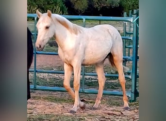 Andaluces, Yegua, 1 año, 163 cm, Palomino