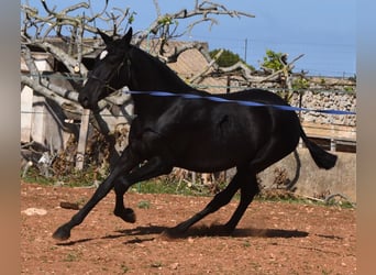 Andaluces, Yegua, 1 año, 165 cm, Negro