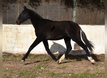 Andaluces, Yegua, 1 año, 165 cm, Tordo
