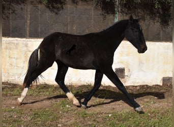 Andaluces, Yegua, 1 año, 165 cm, Tordo