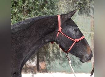 Andaluces, Yegua, 1 año, 165 cm, Tordo