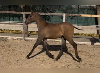 Andaluces, Yegua, 1 año, 165 cm, Tordo rodado