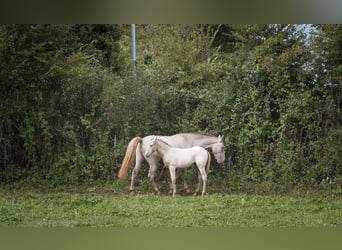 Andaluces, Yegua, 1 año