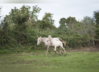 Andaluces, Yegua, 1 año