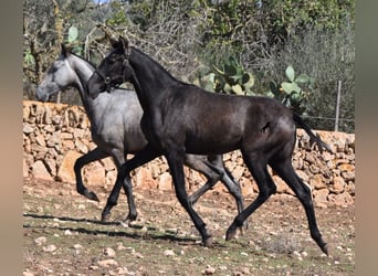 Andaluces, Yegua, 1 año, Tordo