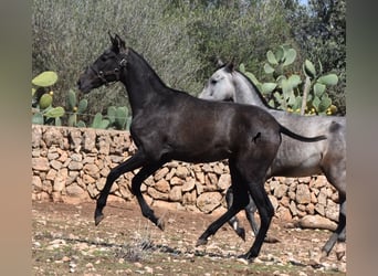 Andaluces, Yegua, 1 año, Tordo