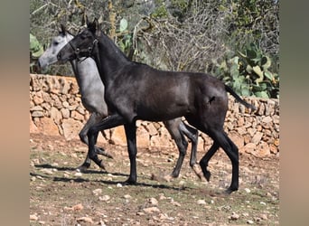 Andaluces, Yegua, 1 año, Tordo