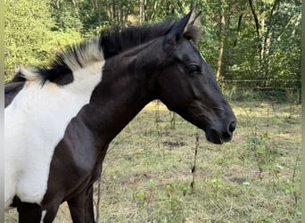 Andaluces, Yegua, 2 años, 148 cm, Tobiano-todas las-capas