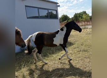 Andaluces, Yegua, 2 años, 148 cm, Tobiano-todas las-capas