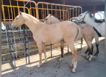 Andaluces, Yegua, 2 años, 152 cm, Palomino