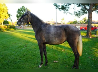 Andaluces, Yegua, 2 años, 152 cm, Tordo