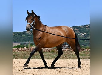 Andaluces, Yegua, 2 años, 153 cm, Bayo