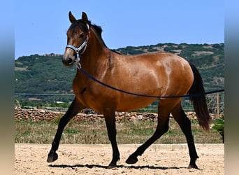 Andaluces, Yegua, 2 años, 153 cm, Bayo