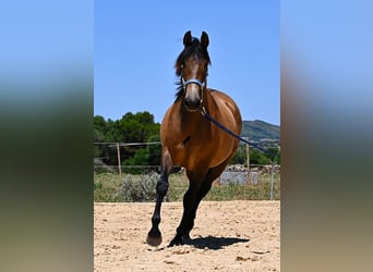 Andaluces, Yegua, 2 años, 153 cm, Bayo