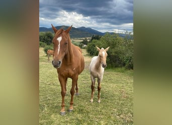 Andaluces, Yegua, 2 años, 157 cm, Palomino