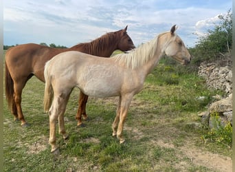 Andaluces, Yegua, 2 años, 157 cm, Palomino