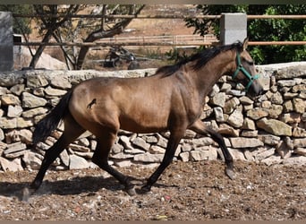 Andaluces, Yegua, 2 años, 160 cm, Bayo