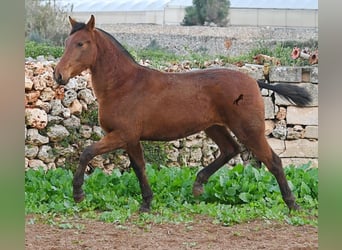 Andaluces, Yegua, 2 años, 160 cm, Castaño