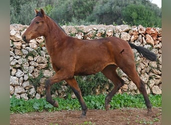 Andaluces, Yegua, 2 años, 160 cm, Castaño