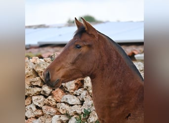 Andaluces, Yegua, 2 años, 160 cm, Castaño